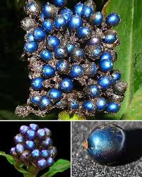 Image result for Pollia condensata