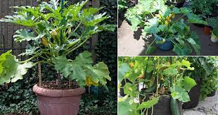 Maybe you would like to learn more about one of these? How To Grow Zucchini In A Pot Successfully Balcony Garden Web