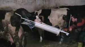 Agrosan Inek Dogum Arabasi Youtube