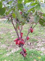 For more information and source, see on this link : Jvn Lee Farming Ubah Persepsi Dan Nilai Potensi Industri Koko Harga Koko Yang Mencecah Rm9 Sekilogram Atau Rm8 900 Satu Tan Mampu Mendatangkan Hasil Lumayan Kepada Pengusahanya Sekaligus Persepsi Bahawa Penanaman