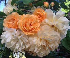 A rose of diverse uses, it can be pruned and kept low and compact or grown as a sp Rose Rosa Buff Beauty In The Roses Database Garden Org