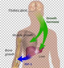 growth hormone deficiency growth hormone therapy sermorelin