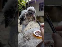 We did not find results for: Anak Burung Hantu Putih Youtube