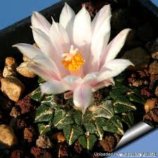 Image result for Kotschya carsonii