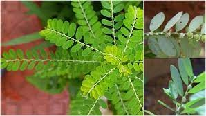 Suamiku kaget, loh, khan menggunakan kondom? Rupanya Ini 7 Khasiat Pokok Dukung Anak Yang Luarbiasa