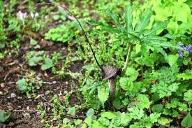 Image result for Arisaema mildbraedii