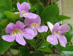 Image result for Bignonia callistegioides