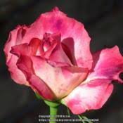 Rose hybrid tea miranda lambert. Rose Rosa Kordes Perfecta In The Roses Database Garden Org