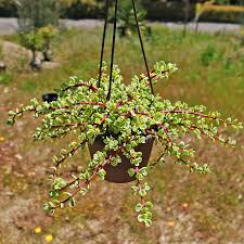 Image result for Portulacaria