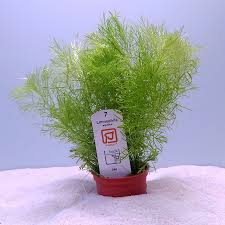 Image result for Rennera limnophila