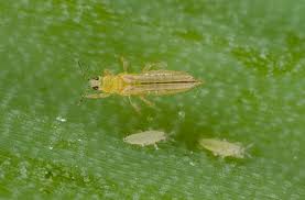 Image result for Onion Thrips