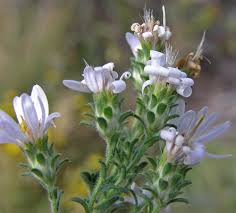 Image result for Oreophyton falcatum