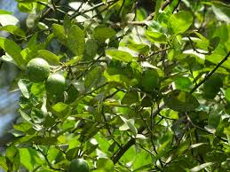 Image result for Capparis tomentosa