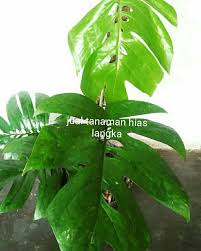 Menjual berbagai jenis tanaman hias, pestisida, perkakas taman dll. Amydrium Jual Tanaman Hias Langka Facebook