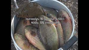 ปลาหมอ บ ญธรรม 90 ว น 5 ต วโลกว า ความยาว 10 นาท youtube กบ ก ง
