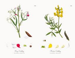 Image result for Lathyrus hirsutus