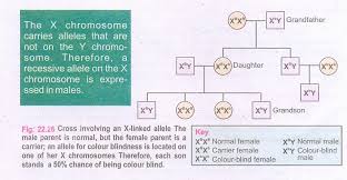 knowledge class sex linked inheritance in man