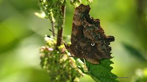 Image result for Polygonia c-album