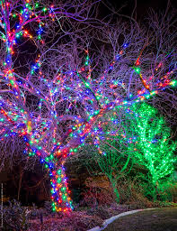 Wrapping Trees With Christmas Lights Christmas Lights Etc Christmas Lights Outdoor Trees Decorating With Christmas Lights Outdoor Christmas Lights