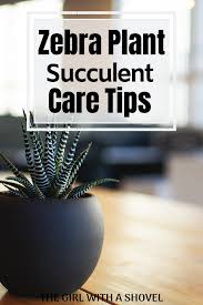Zebra Plant Succulent Care Tips In 2020 Succulent Care Zebra Plant Plants