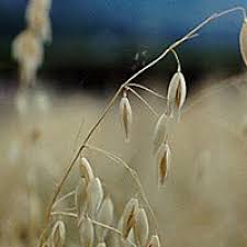 Image result for Avena byzantina