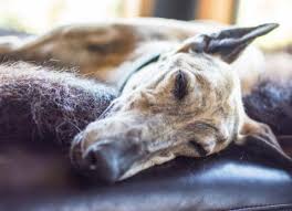 Animal ark 2600 industrial ct. What To Know If You Are Considering Adopting A Greyhound Petmd