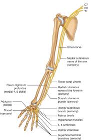 The shoulder muscles bridge the transitions from the torso into the head/neck area and into the uppe. Alector On Twitter Because We Often Tend To Sit In A Position With Rounded Shoulders The Chest Muscles Become Tight Pulling Us Forward While The Lats Are Loose Letting The Shoulders