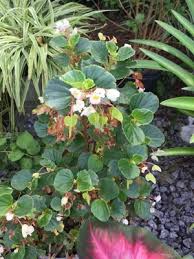 Image result for Begonia wollastonii