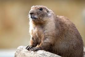 Image result for Cynomys gunnisoni obrázek