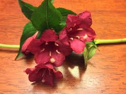 Find many great new & used options and get the best deals for 5x7ft photography backdrops dark pink rose floral bushes flower wall g8z3 s6k3 at the best online prices at ebay! Tall 5 Petal Pink Flowering Tree Bush Quick Growing