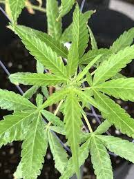 When Should I Start Using Tiger Bloom Outdoor Growing I Love Growing Marijuana Forum