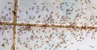 Combine vinegar and water in a spray bottle and use the solution to clean sinks and countertops. Why Do I Have Hundreds Of Little Ants All Over My Kitchen