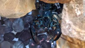 .falls, ohio, red lobster establishment spotted the rare crustacean, they decided to contact in housing the rare animal dubbed clawde by the red lobster employees who discovered him and. A Red Lobster Employee Found A Rare Blue Lobster Instead Of Cooking It The Restaurant Sent It To An Ohio Zoo Cnn