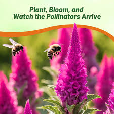 Image result for Celosia