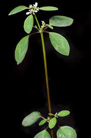 Image result for Euphorbia graminea