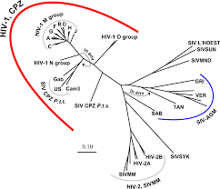 File Hiv Siv Phylogenetic Tree Svg Wikimedia Commons