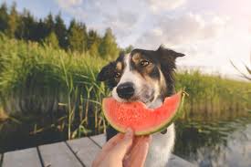 Check spelling or type a new query. Can Dogs Eat Fruits And Vegetables Hartville Pet Insurance