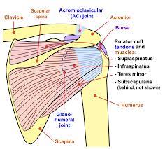 The shoulder is made up of two joints, the acromioclavicular joint and the glenohumeral joint. Basic Shoulder Anatomy Shoulder Pain Info