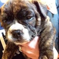 We did not find results for: Beabull Puppies For Sale For Sale In Harlan Indiana Classified Americanlisted Com