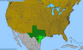 Image result for Rhynchosia heterophylla