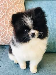 We did not find results for: Pet Grooming Spa In Burien Wa Posh Puppy