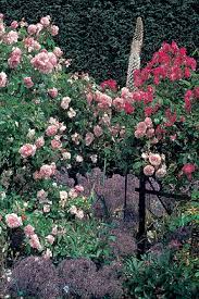 This allows the roses to grow together to form the roses will grow in a wide range of soils. Roses Planting Rhs Gardening