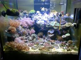 Tc Ulas Adli Kullanicinin Aquarium Panosundaki Pin