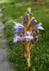 Image result for Orobanche