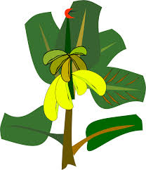 20 high quality clipart banana tree in different resolutions. Banana Clipart Tree Banana Tree Transparent Free For Download On Webstockreview 2021