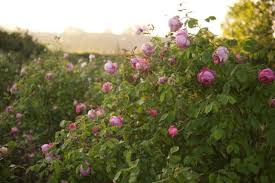 The Farmer The Florist Interview The Land Gardeners Floret Flowers