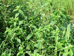 Image result for Spermacoce latituba