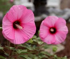The braided hibiscus topiary forms a slender trunk with a closely cropped ball of foliage at the top. I Loved Planting These Summerific Candy Crush Evening Rose Hibiscus In Our Friend S Garden It S Fun To Work In Such A Pret Garden Answer Love Plant Hibiscus
