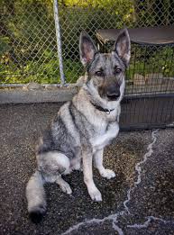 German shepherd puppy silver and black at 4 months gsd. Help Looking For Sable Gsd Breeder German Shepherds Forum