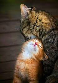 To Love Someone Who Loves You Is Everything Hayvanlar Guzel Kediler Hayvan